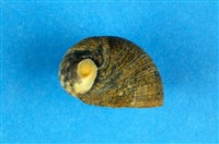 藏品(滑圓蜑螺)的圖片